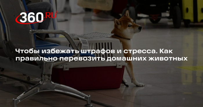 Юрист Билялова: россиян могут оштрафовать за неправильную перевозку животных