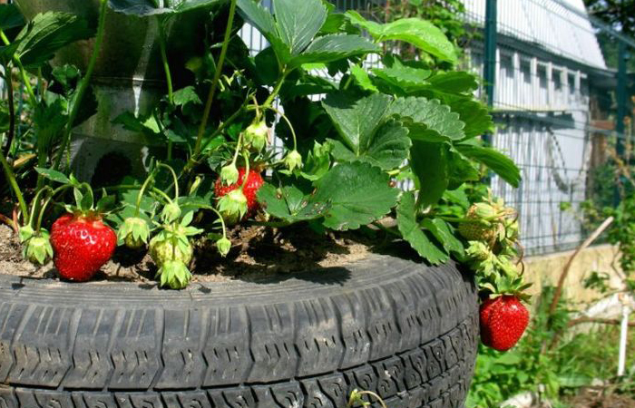 Почему не стоит делать цветочные клумбы из старых автомобильных шин