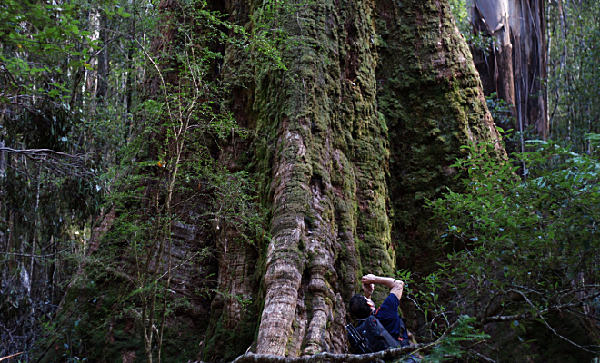 Турист ехал по холмистой дороге и случайно снял на видео фуру, которая везла бревно с самолет толщиной