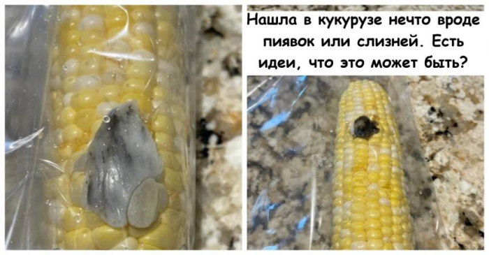 15 непонятных вещей, которые вызывают недоумение и вопросы