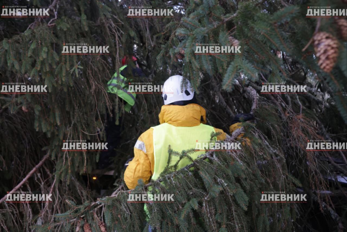 В чем петербургская новогодняя ель превосходит нью-йоркскую