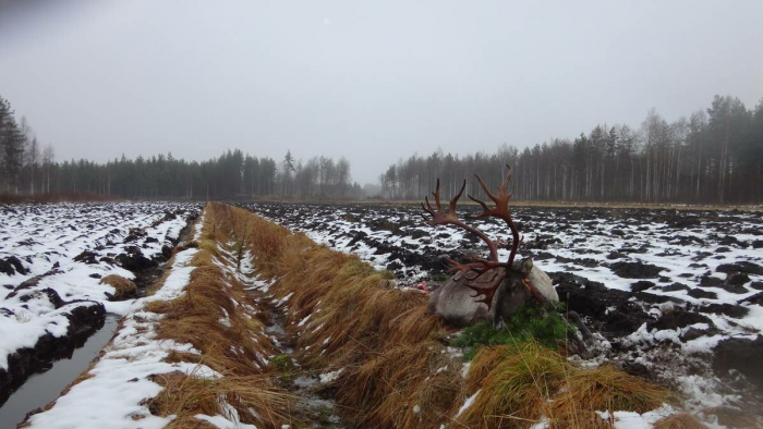 Лесной монстр Финляндии. Охота на карибу