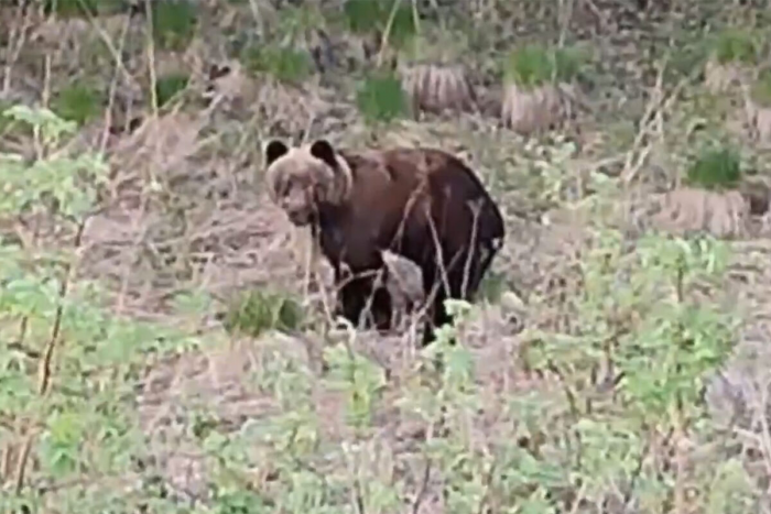 Жительница Сибири, заснявшая медведя в лесу на видео, думала, что успеет убежать