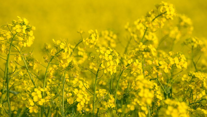 Горчичное масло: польза и вред для организма, витамины и полезные свойства